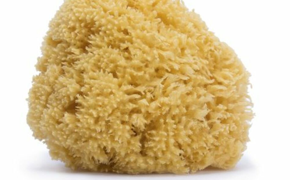 Natural fibre sponge 